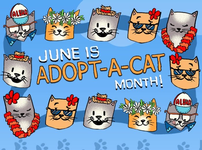 Body_Banner_CTA_Adopt A Cat Collection