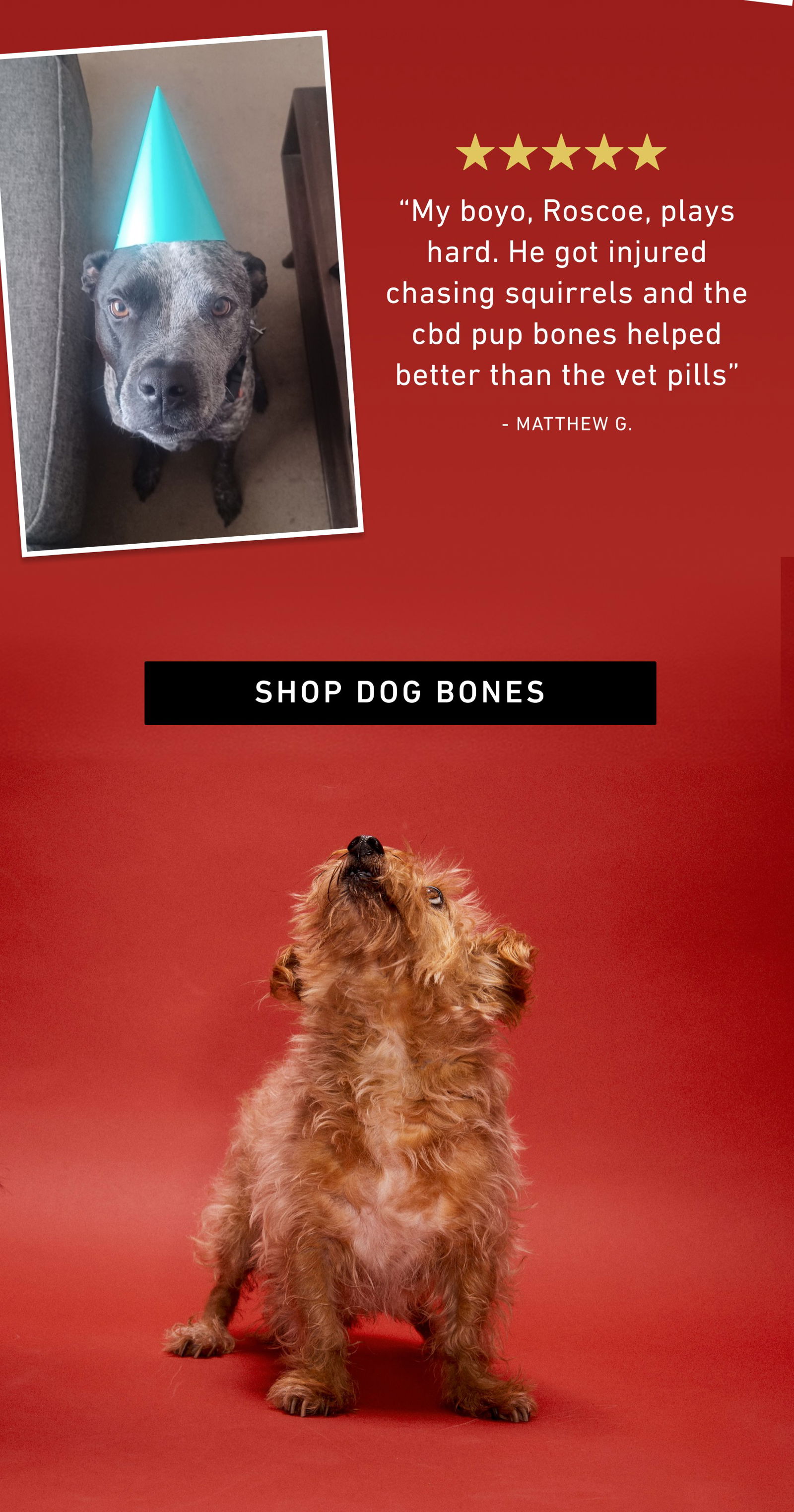 SHOP DOG BONES