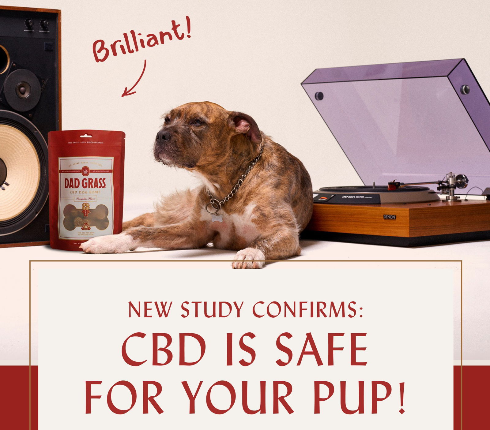 NEW STUDY CONFIRMS: CBD IS SAFE FOR YOUR PUP!