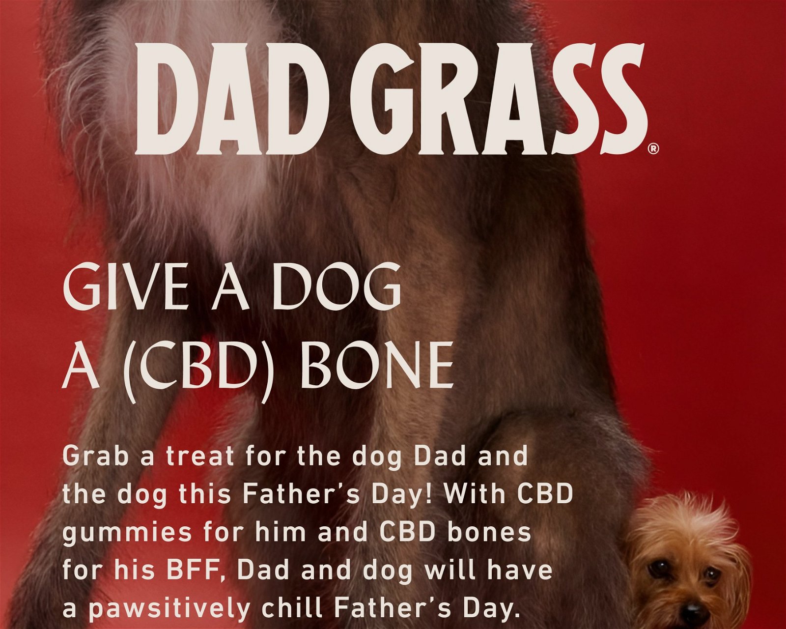 GIVE A DOG A (CBD) BONE