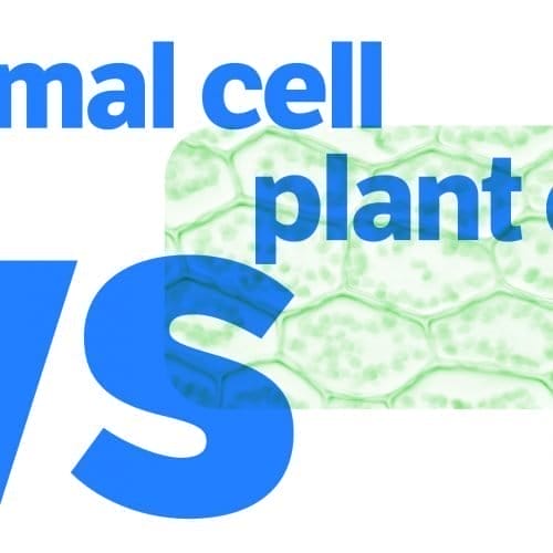 Plant Cell vs. Animal Cell: What’s The Difference?