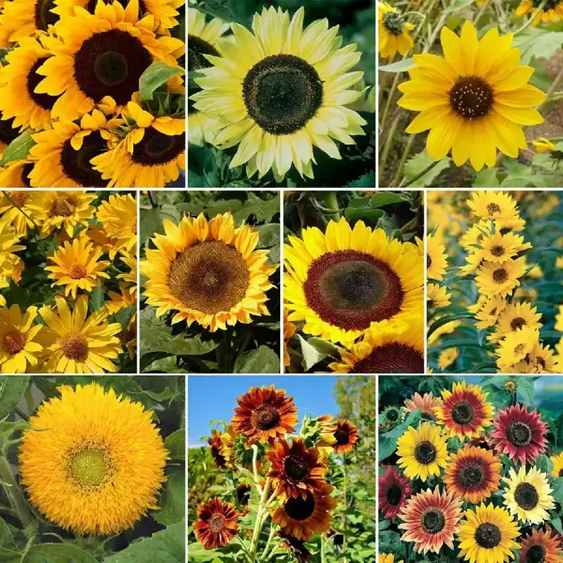 Image of Sunny - Sunflower Seed Mix