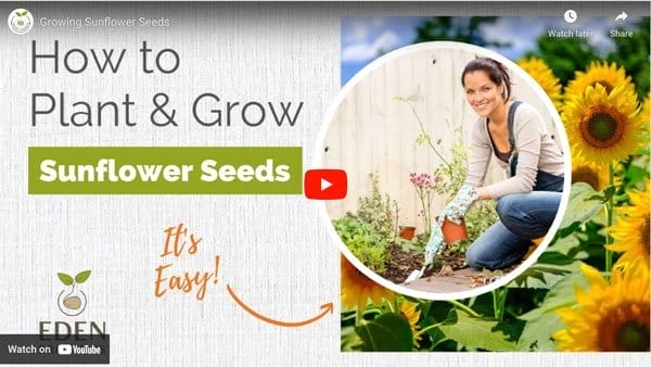 Sunflower Planting Video