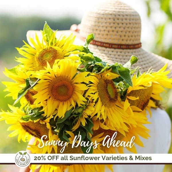 20% Off all Sunflower Varieties & Mixes