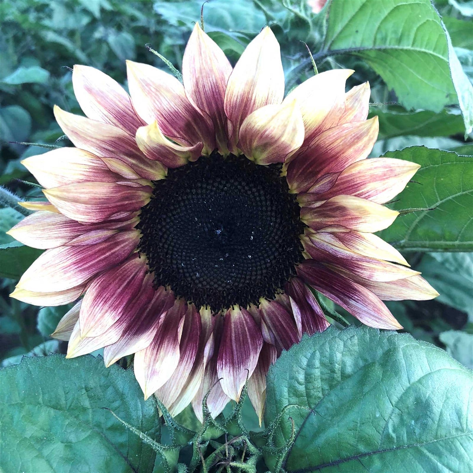 Image of Sunflower Seeds - ProCut Plum