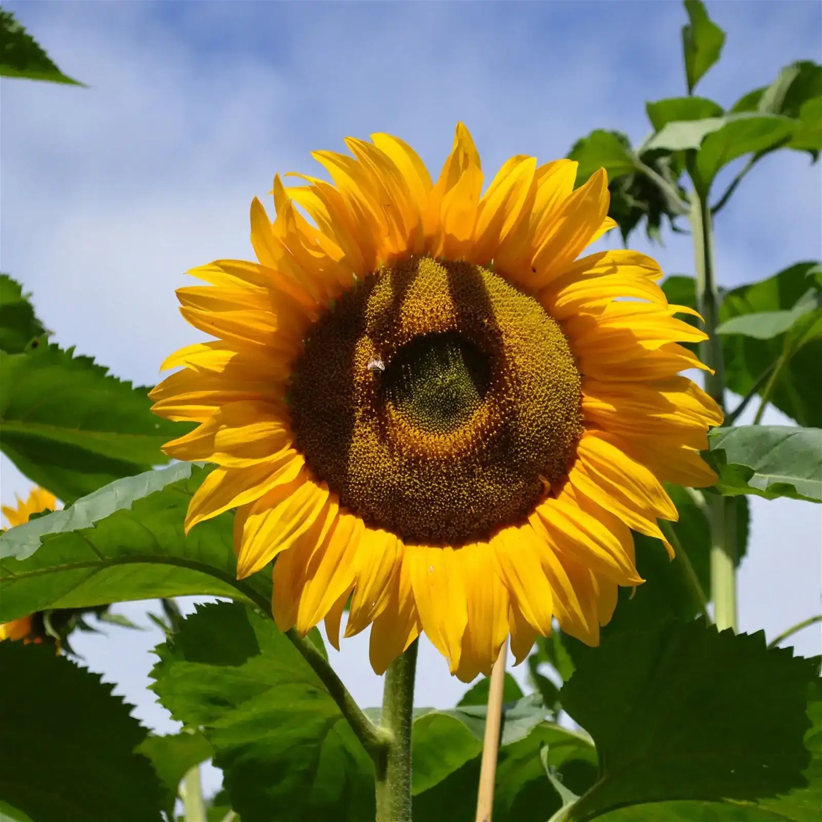 Image of Sunflower Seeds - Mammoth Grey-Stripe