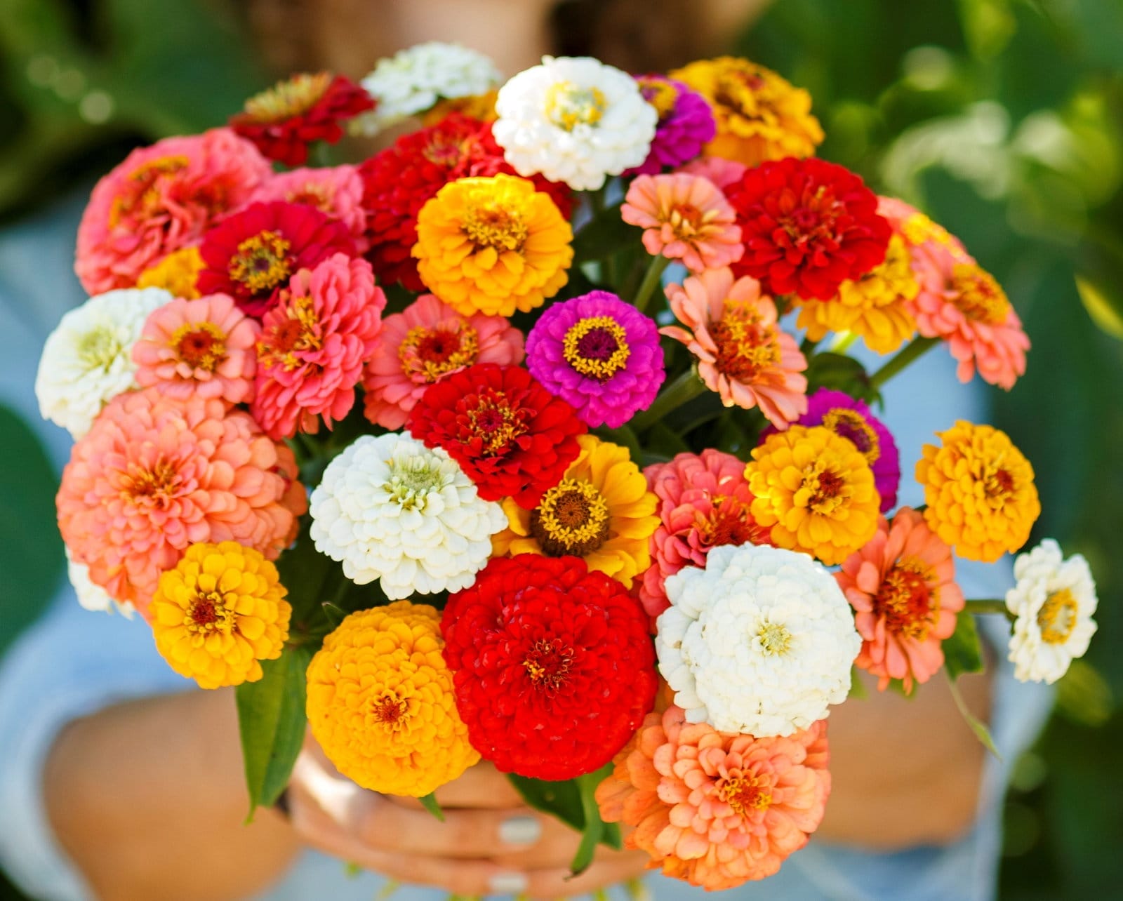 Zinnia Sale