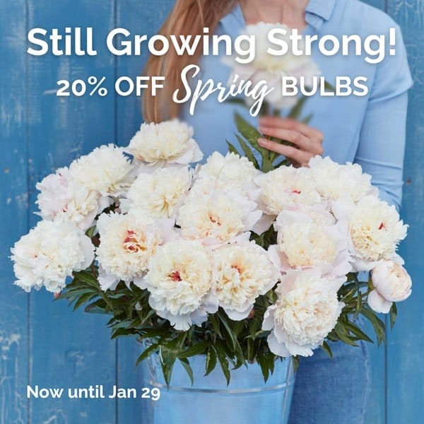 Still Growing Strong! 20% off Spring Bulbs, Now until Jan 29: Buy some Bulbs