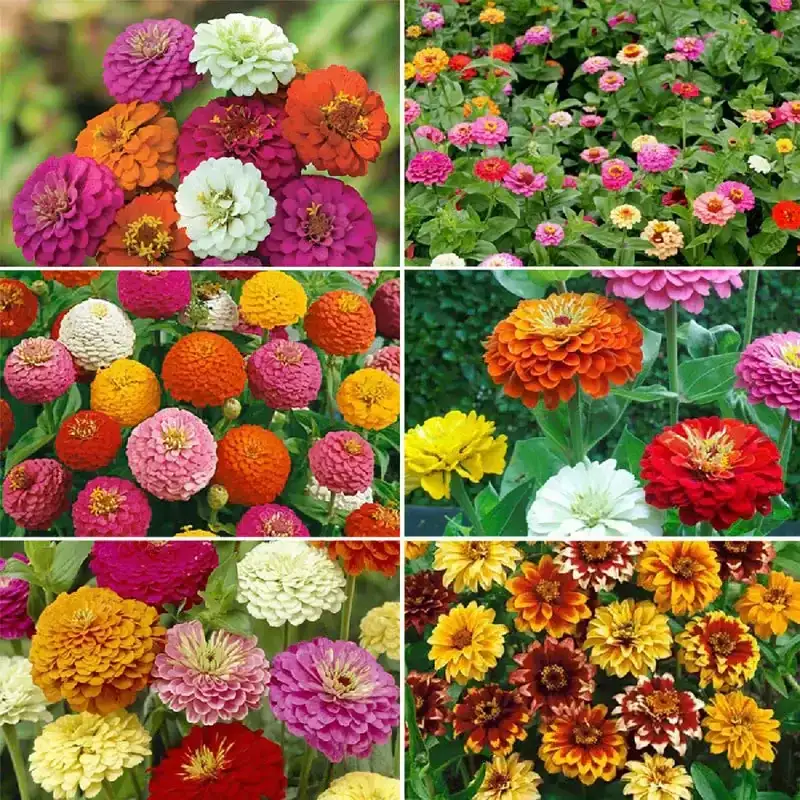 Image of Zin Master - Zinnia Flower Seed Mix