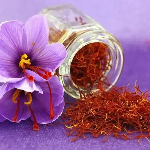 Image of Saffron Crocus Bulbs - Crocus Sativus