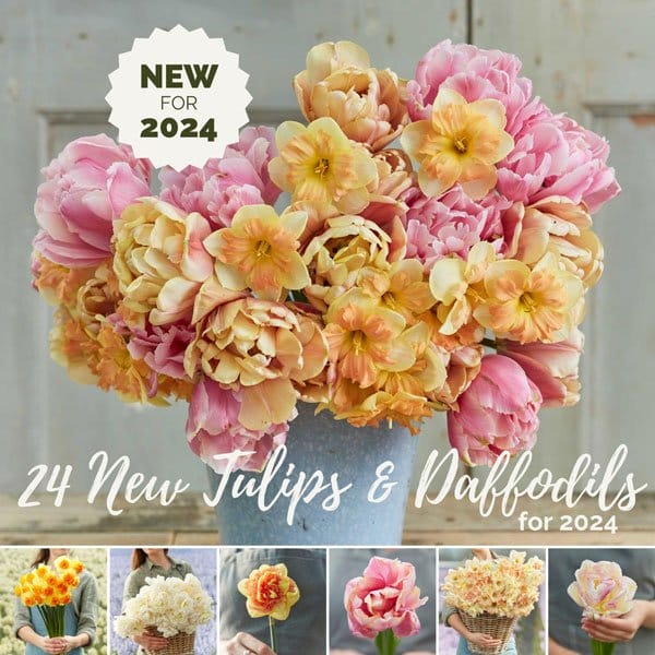 24 New Tulips & Daffodils for 2024