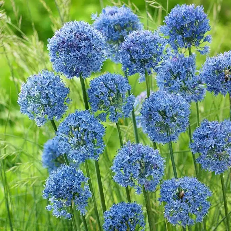 Image of Allium Bulbs (Small) - Blue Caeruleum