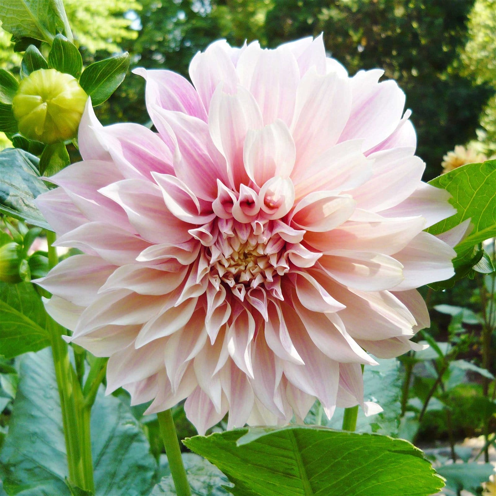 Image of Dahlia Bulbs (Dinnerplate) - Cafe au Lait