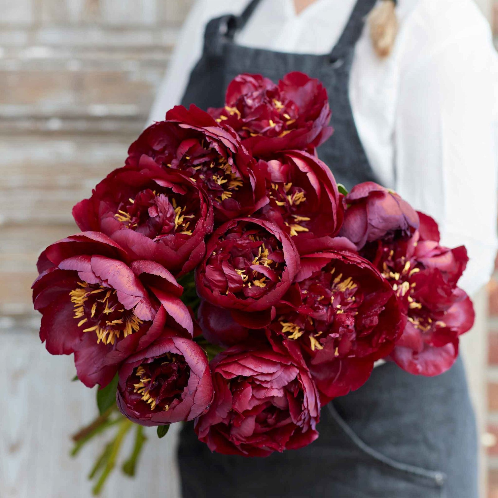 Image of Peony Roots - Buckeye Belle