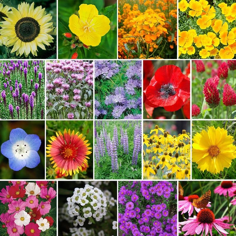 Bees Knees Seed Mix Photo Grid