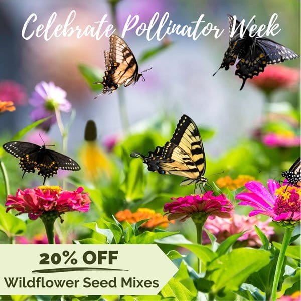 20% Off Wildflower Seed Mixes