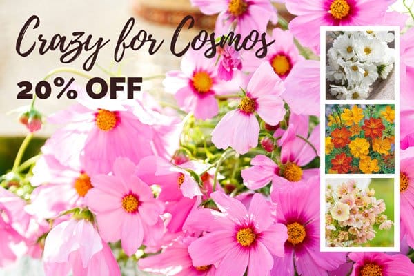 Crazy for Cosmos—20% Off