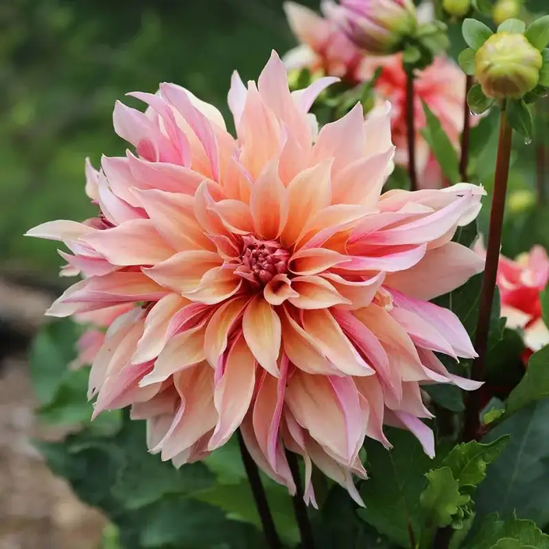 Image of Dahlia Bulbs (Dinnerplate) - Labyrinth