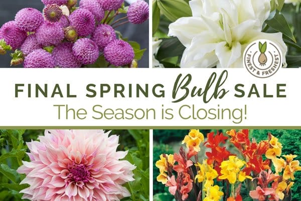 Final Spring Bulb Sale