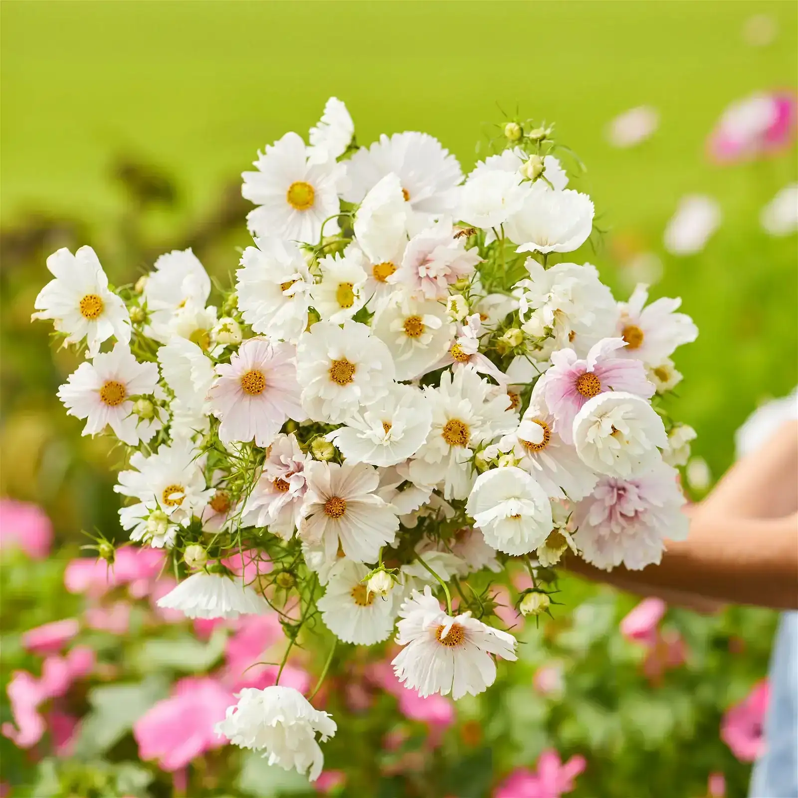 Image of Cosmos Seeds - Cupcake Blush