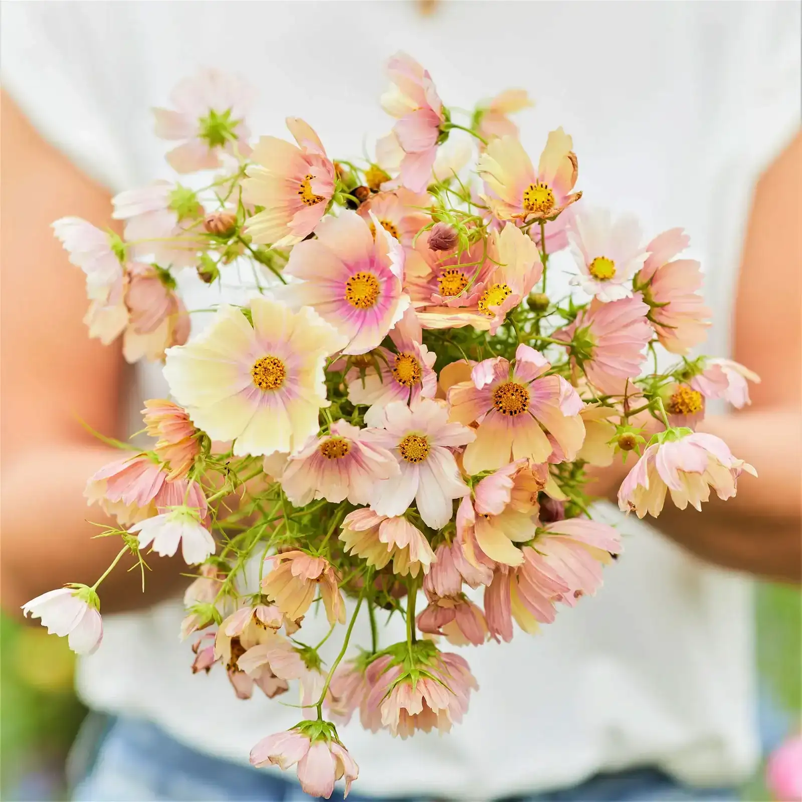 Image of Cosmos Seeds - Apricot Lemonade