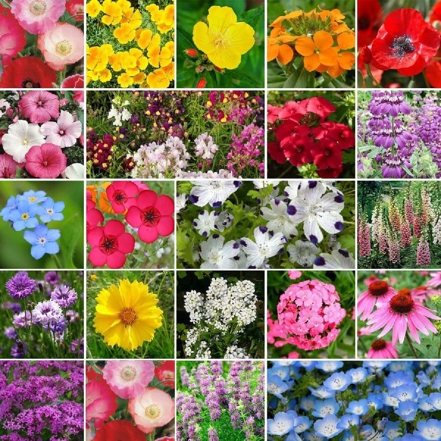 Image of Partial Shade Wildflower Seed Mix