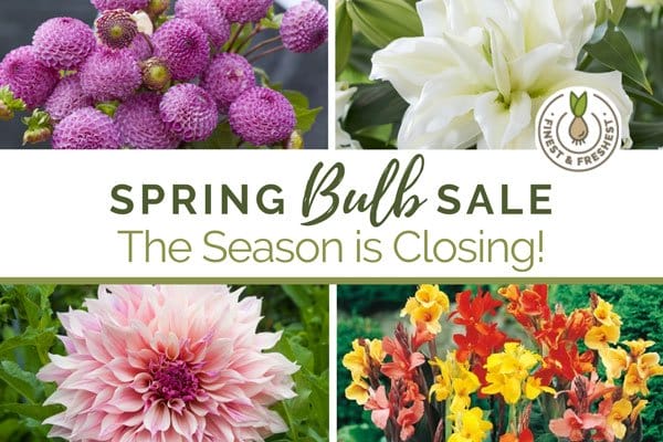 Spring Bulb Sale