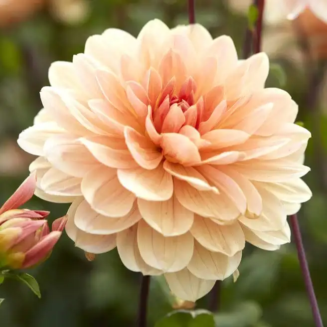 Image of Dahlia Bulbs (Waterlily) - Apricot Desire