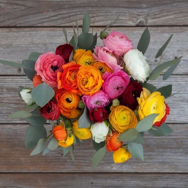 Image of Ranunculus Bulbs - 45 Days of Bloom Mix