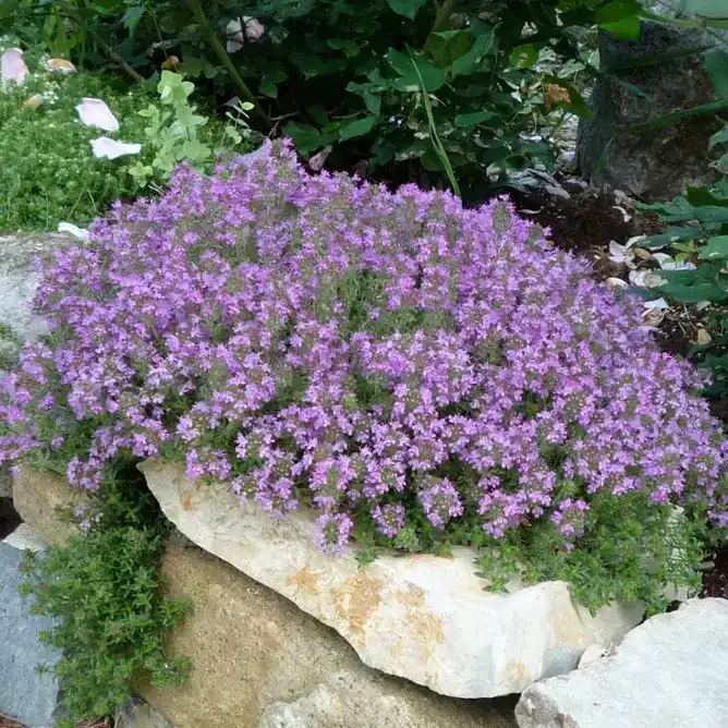 Image of Creeping Thyme Seeds