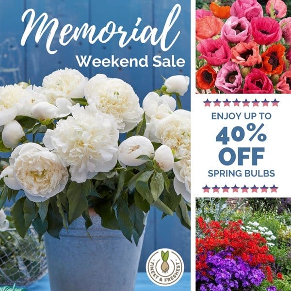 Up to 40% Off Spring Bulbs