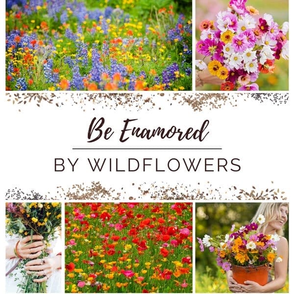 Be Enamored by Wildflowers