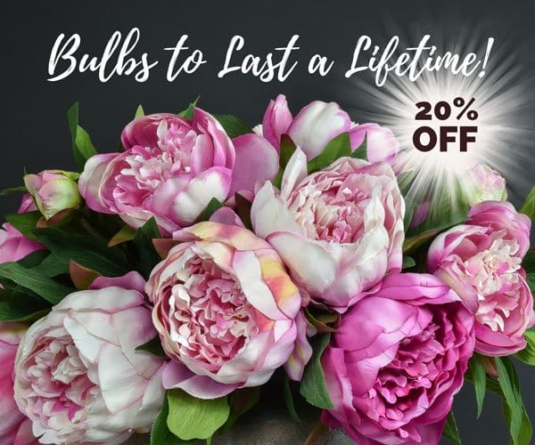 20% Off Peonies