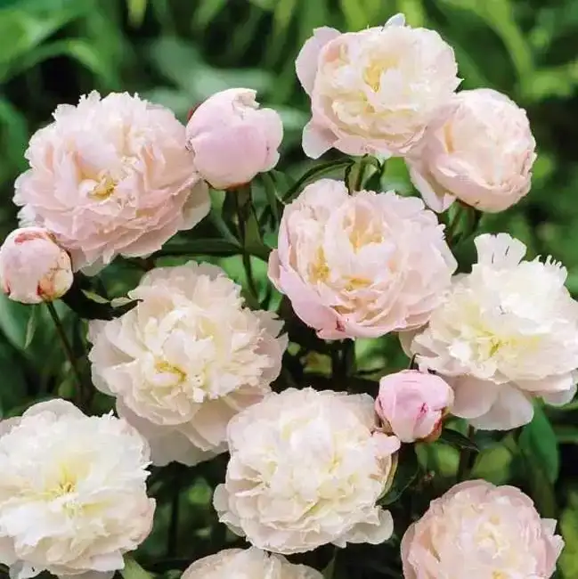 Image of Peony Roots - Jumbo Shirley Temple