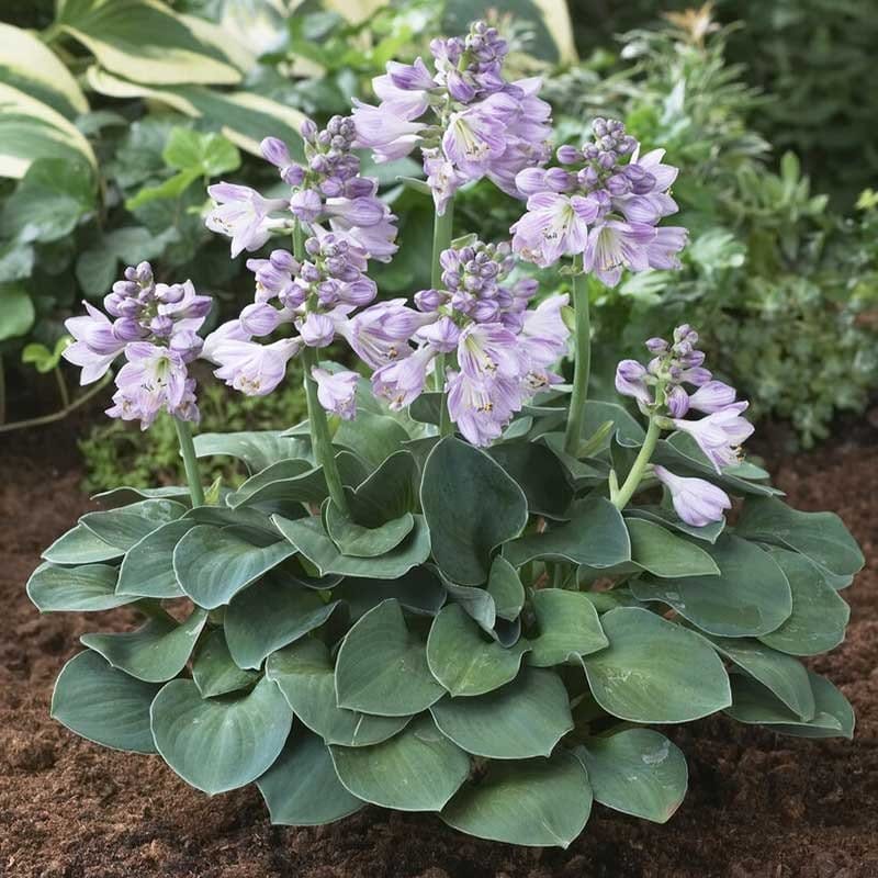 Image of Hosta Roots - Blue Mouse Ears