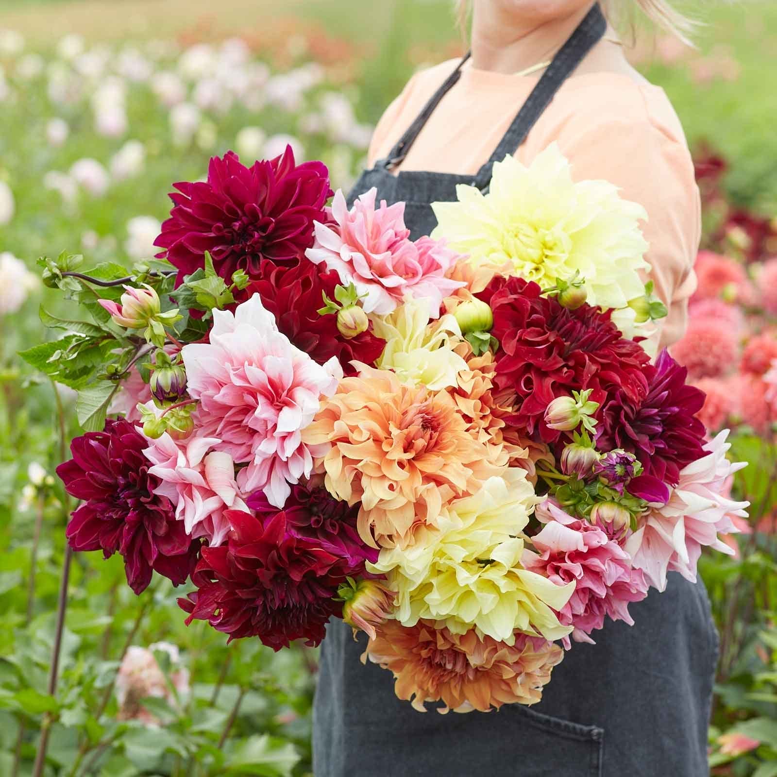 Image of Dahlia Bulbs - AA Giant Bloom Mix