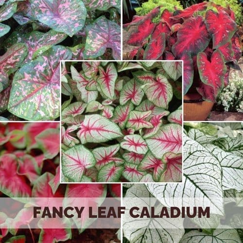 Fancy Leaf Caladium