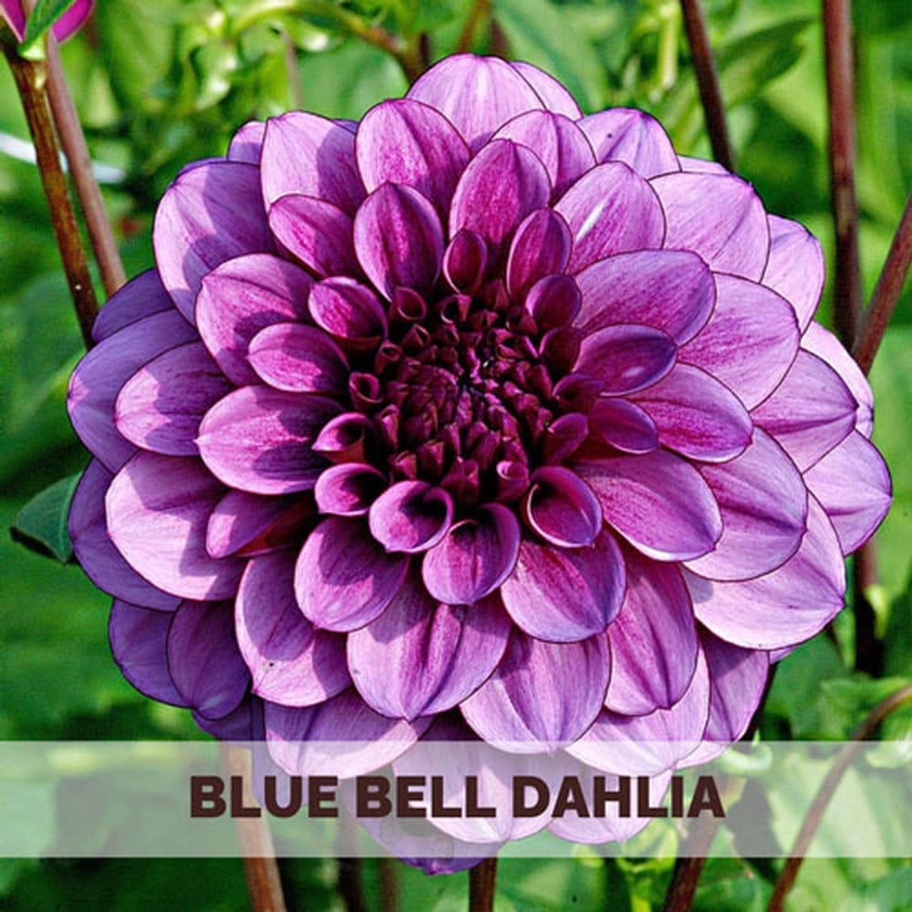 Blue Bell Dahlia