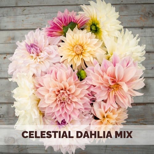 Celestial Dahlia Mix