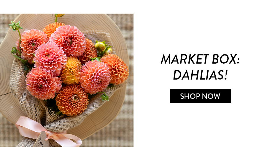 Market Box: Dahlias! 