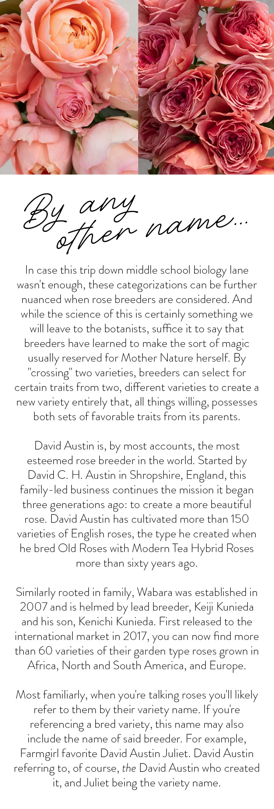 By any other name… In case this trip down middle school biology lane wasn't enough, these categorizations can be further nuanced when rose breeders are considered. And while the science of this is certainly something we will leave to the botanists, suffice it to say that breeders have learned to make the sort of magic usually reserved for Mother Nature herself. By "crossing" two varieties, breeders can select for certain traits from two, different varieties to create a new variety entirely that, all things willing, possesses both sets of favorable traits from its parents. David Austin is, by most accounts, the most esteemed rose breeder in the world. Started by David C. H. Austin in Shropshire, England, this family-led business continues the mission it began three generations ago: to create a more beautiful rose. David Austin has cultivated more than 150 varieties of English roses, the type he created when he bred Old Roses with Modern Tea Hybrid Roses more than sixty years ago. Similarly rooted in family, Wabara was established in 2007 and is helmed by lead breeder, Keiji Kunieda and his son, Kenichi Kunieda. First released to the international market in 2017, you can now find more than 60 varieties of their garden type roses grown in Africa, North and South America, and Europe. Most familiarly, when you're talking roses you'll likely refer to them by their variety name. If you're referencing a bred variety, this name may also include the name of said breeder. For example, Farmgirl favorite David Austin Juliet. David Austin referring to, of course, the David Austin who created it, and Juliet being the variety name. 