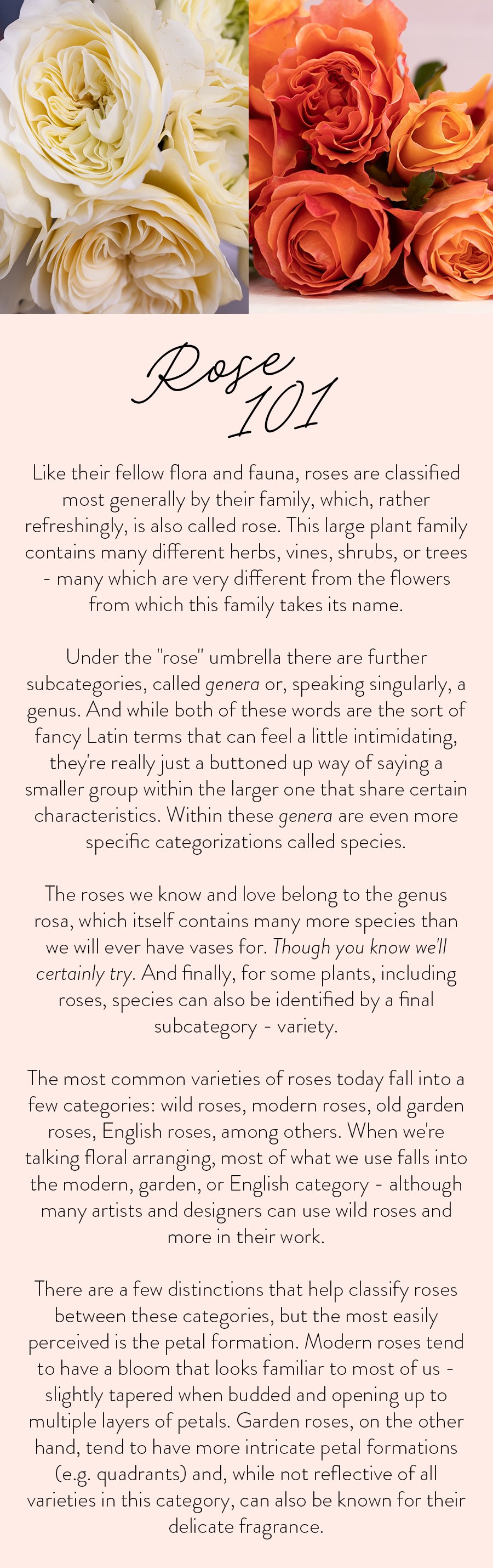 Rose 101. Like their fellow flora and fauna, roses are classified most generally by their family, which, rather refreshingly, is also called rose. This large plant family contains many different herbs, vines, shrubs, or trees - many which are very different from the flowers from which this family takes its name. Under the "rose" umbrella there are further subcategories, called genera or, speaking singularly, a genus. And while both of these words are the sort of fancy Latin terms that can feel a little intimidating, they're really just a buttoned up way of saying a smaller group within the larger one that share certain characteristics. Within these genera are even more specific categorizations called species. The roses we know and love belong to the genus rosa, which itself contains many more species than we will ever have vases for. Though you know we'll certainly try. And finally, for some plants, including roses, species can also be identified by a final subcategory - variety. The most common varieties of roses today fall into a few categories: wild roses, modern roses, old garden roses, English roses, among others. When we're talking floral arranging, most of what we use falls into the modern, garden, or English category - although many artists and designers can use wild roses and more in their work. There are a few distinctions that help classify roses between these categories, but the most easily perceived is the petal formation. Modern roses tend to have a bloom that looks familiar to most of us - slightly tapered when budded and opening up to multiple layers of petals. Garden roses, on the other hand, tend to have more intricate petal formations (e.g. quadrants) and, while not reflective of all varieties in this category, can also be known for their delicate fragrance.