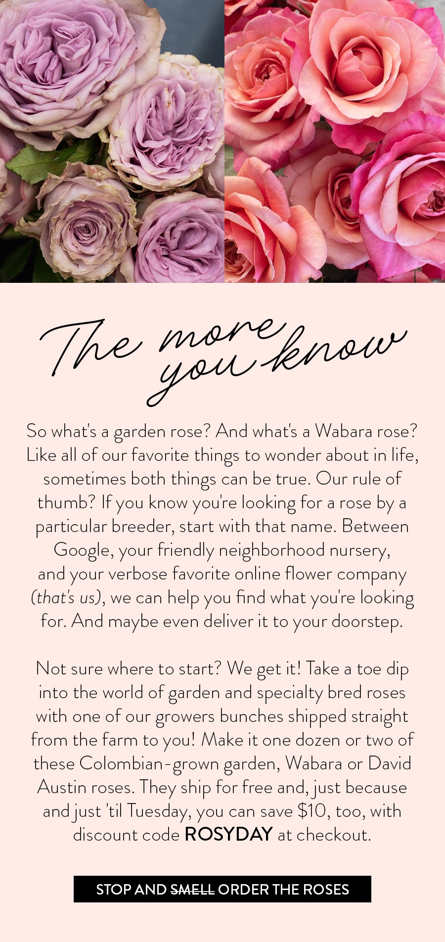 The more you know. So what's a garden rose? And what's a Wabara rose? Like all of our favorite things to wonder about in life, sometimes both things can be true. Our rule of thumb? If you know you're looking for a rose by a particular breeder, start with that name. Between Google, your friendly neighborhood nursery, and your verbose favorite online flower company (that's us), we can help you find what you're looking for. And maybe even deliver it to your doorstep. Not sure where to start? We get it! Take a toe dip into the world of garden and specialty bred roses with one of our growers bunches shipped straight from the farm to you! Make it one dozen or two of these Colombian-grown garden, Wabara or David Austin roses. They ship for free and, just because and just 'til Tuesday, you can save \\$10, too, with discount code ROSYDAY at checkout. Stop and order the flowers.