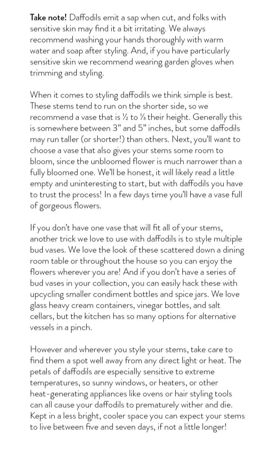 Take note! Daffodils emit a sap when cut, and folks with sensitive skin may find it a bit irritating. We always recommend washing your hands thoroughly with warm water and soap after styling. And, if you have particularly sensitive skin we recommend wearing garden gloves when trimming and styling. When it comes to styling daffodils we think simple is best. These stems tend to run on the shorter side, so we recommend a vase that is ½ to ⅓ their height. Generally this is somewhere between 3” and 5” inches, but some daffodils may run taller (or shorter!) than others. Next, you’ll want to choose a vase that also gives your stems some room to bloom, since the unbloomed flower is much narrower than a fully bloomed one. We’ll be honest, it will likely read a little empty and uninteresting to start, but with daffodils you have to trust the process! In a few days time you’ll have a vase full of gorgeous flowers. If you don’t have one vase that will fit all of your stems, another trick we love to use with daffodils is to style multiple bud vases. We love the look of these scattered down a dining room table or throughout the house so you can enjoy the flowers wherever you are! And if you don’t have a series of bud vases in your collection, you can easily hack these with upcycling smaller condiment bottles and spice jars. We love glass heavy cream containers, vinegar bottles, and salt cellars, but the kitchen has so many options for alternative vessels in a pinch. However and wherever you style your stems, take care to find them a spot well away from any direct light or heat. The petals of daffodils are especially sensitive to extreme temperatures, so sunny windows, or heaters, or other heat-generating appliances like ovens or hair styling tools can all cause your daffodils to prematurely wither and die. Kept in a less bright, cooler space you can expect your stems to live between five and seven days, if not a little longer!
