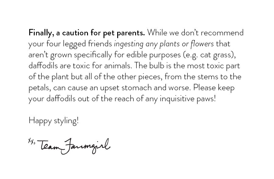 Finally, a caution for pet parents. While we don’t recommend your four legged friends ingesting any plants or flowers that aren’t grown specifically for edible purposes (e.g. cat grass), daffodils are toxic for animals. The bulb is the most toxic part of the plant but all of the other pieces, from the stems to the petals, can cause an upset stomach and worse. Please keep your daffodils out of the reach of any inquisitive paws! Happy styling!