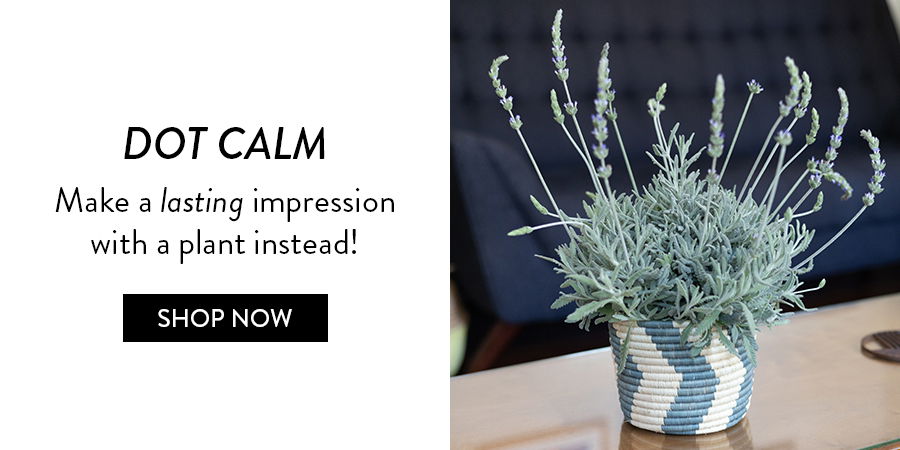 DOT CALM | Make a lasting impression with a plant instead!