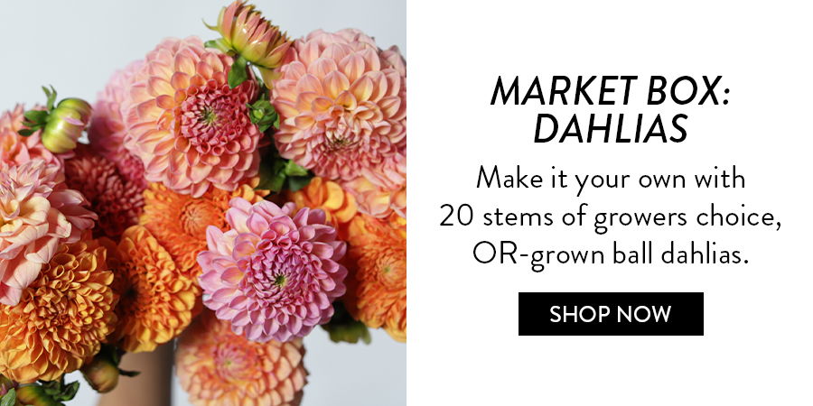 MARKET BOX: DAHLIAS | Make it your own with 20 stems of growers choice, OR-grown ball dahlia's.