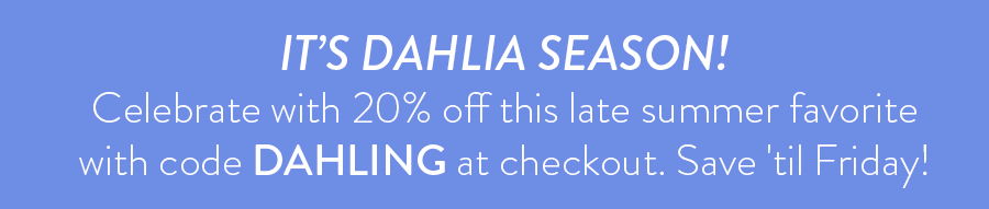 It's dahlia season! Celebrate with 20% off this late summer favorite with code DAHLING at checkout. Save 'til Friday!