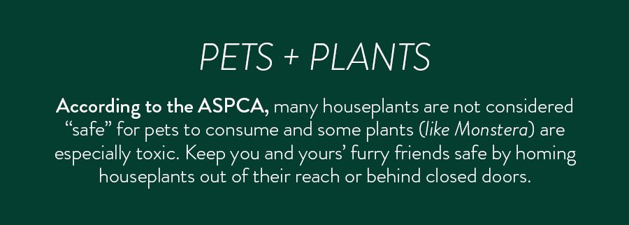 Pets + Plants According to the ASPCA, many houseplants are not considered “safe” for pets to consume and some plants (like Monstera) are especially toxic. Keep you and yours’ furry friends safe by homing houseplants out of their reach or behind closed doors.