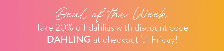 Take 20% off dahlias with discount code DAHLING at checkout 'til Friday!